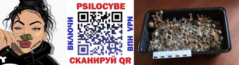 как найти закладки  Щёкино  Псилоцибиновые грибы Psilocybine cubensis 